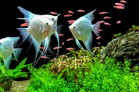 tank mates angelfish|best tetras with angelfish.